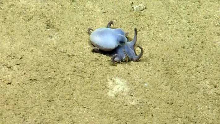Galapagos'un Derinliklerinde Yeni Ahtapot Türü Keşfedildi