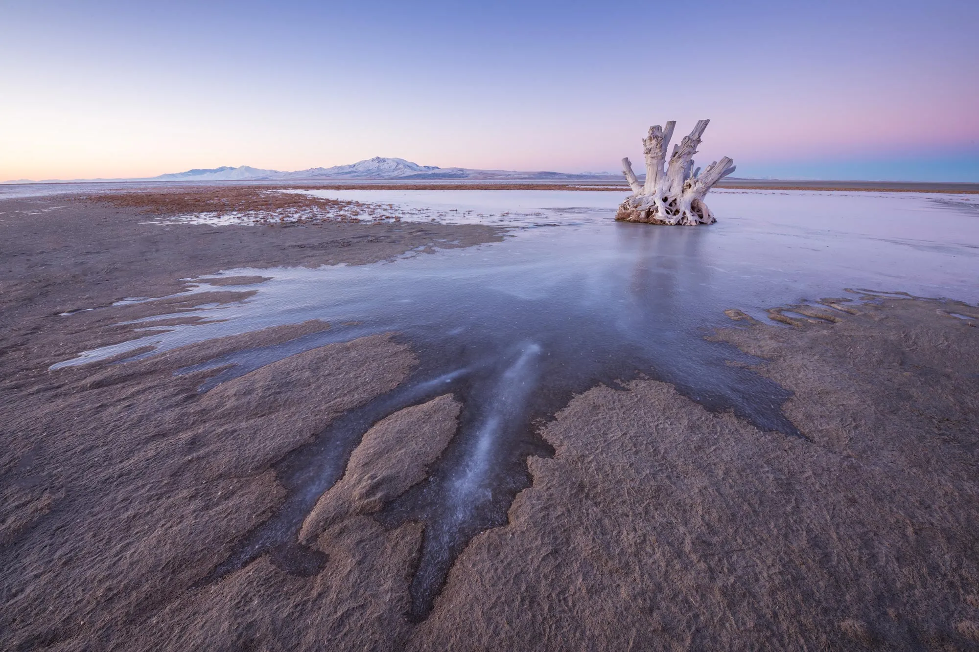 Great Salt Lake'te Gizemli Tür Keşfedildi: Dünyada Başka Hiçbir Yerde Yok!