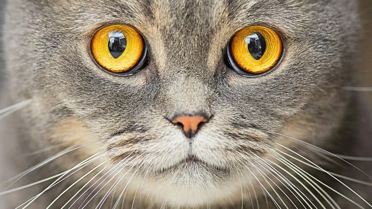 Kedi Sahiplenmek Şizofreni Riskini Artırıyor mu? Araştırma Şaşırttı
