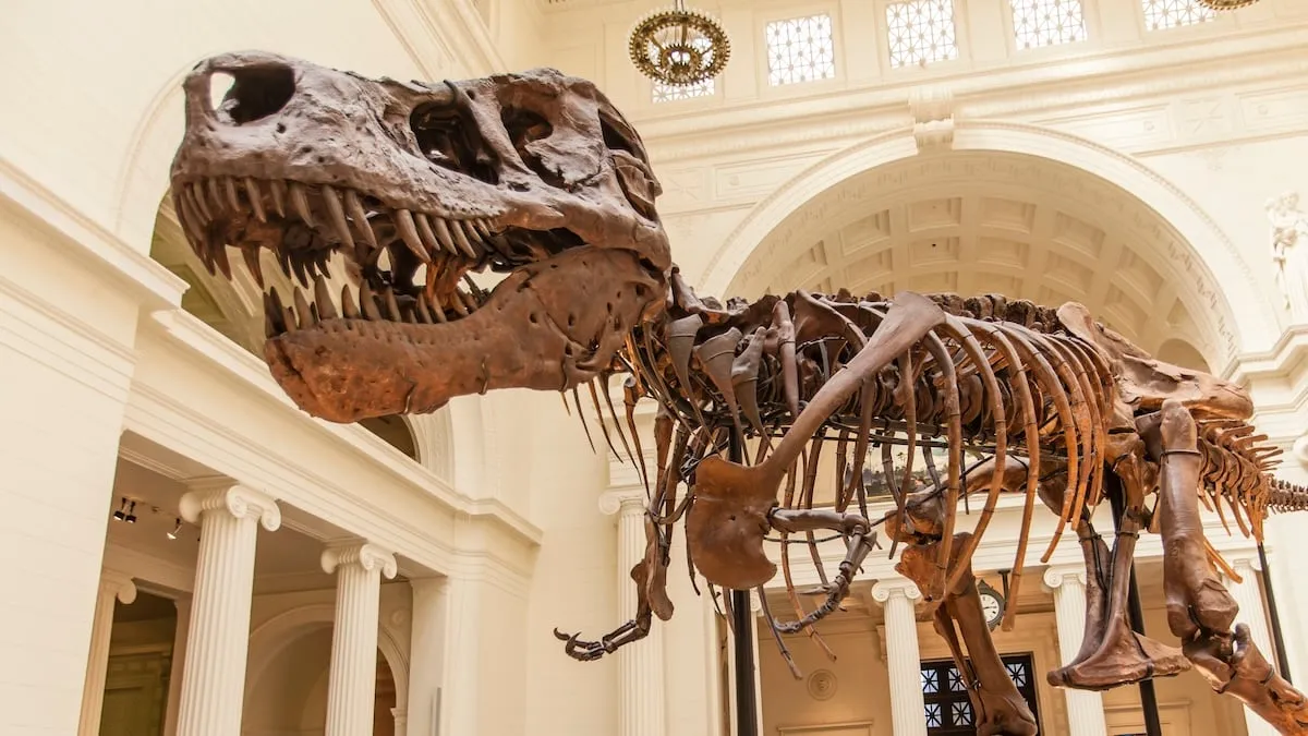 T-Rex'in Kolları Neden Bu Kadar Küçüktü? Gizem Çözülüyor