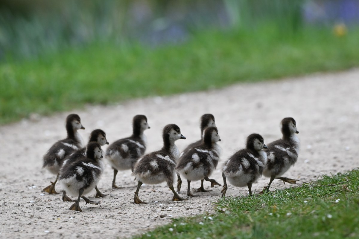 TikTok Algoritması Kültürümüzü Şekillendiriyor: Pazarlama ve Gerçeklik Çizgisi Nerede?