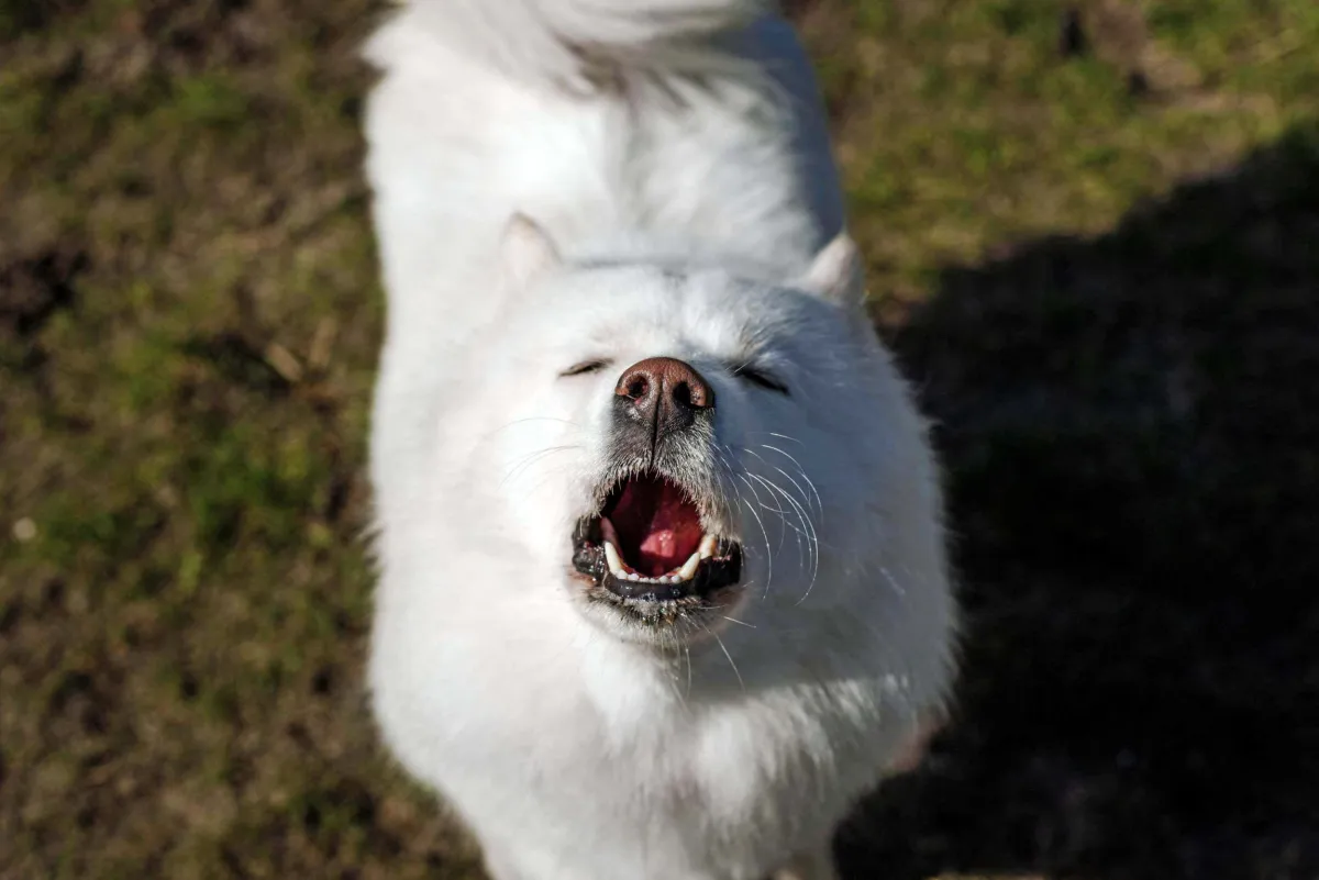 Köpeklerin Müzik Yeteneğinin Evrimsel Kökenleri