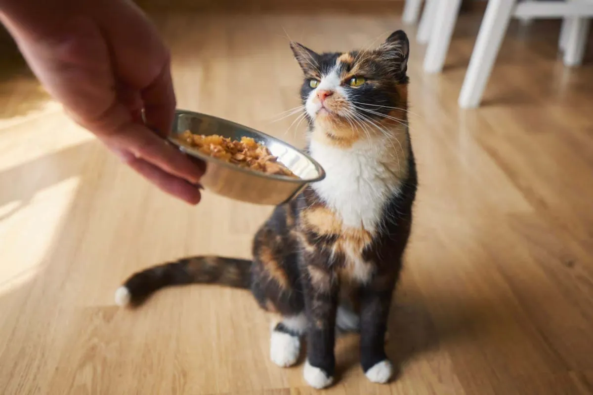 Kedi Maması Kokusu, Seçici Kedileri Besleyebilir