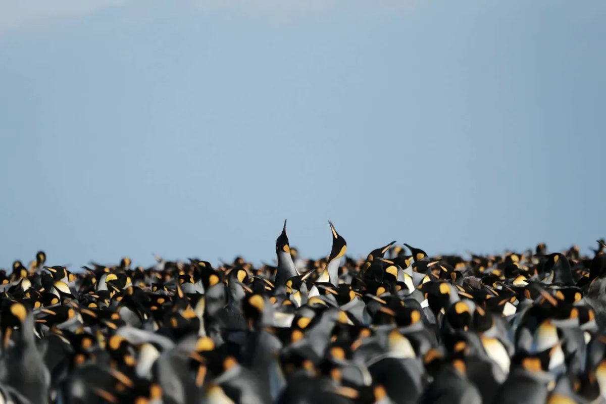 İklim Değişikliğine Rağmen Kral Penguenler İyi Durumda