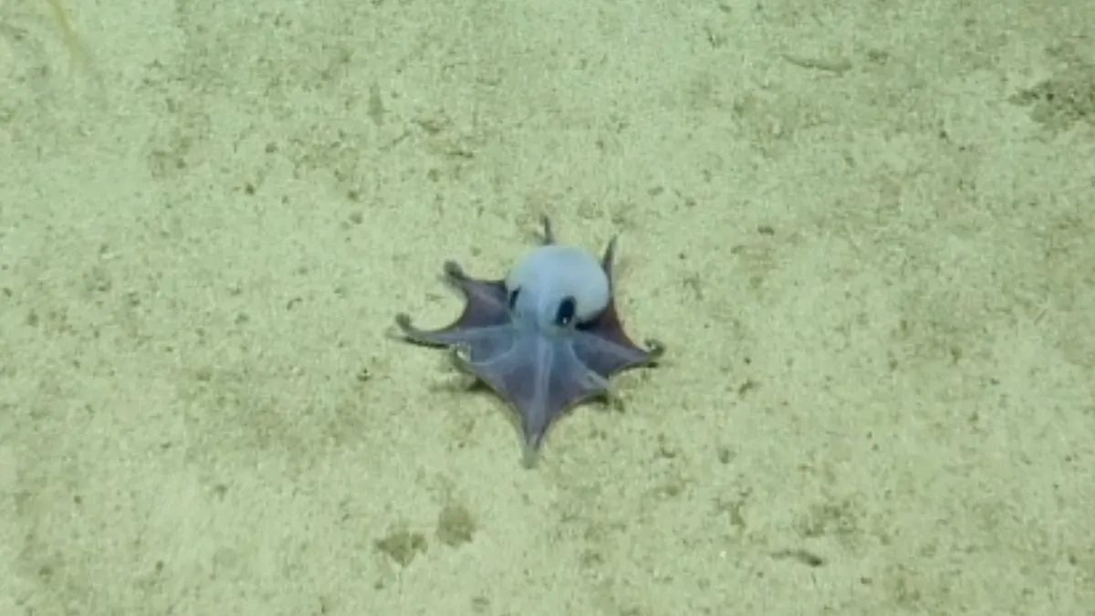 Galapagos Kıyılarında Eşi Benzeri Görülmemiş Minyatür Mavi Ahtapot Keşfedildi